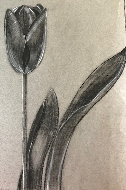 tulip in charcoal